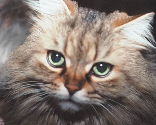 Michael J. Lacivita of Youngstown sent us this picture of Whiskers.