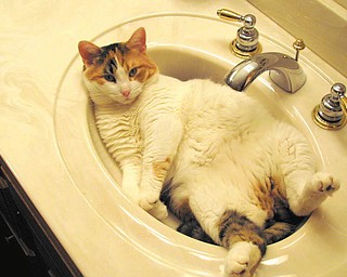 This is Katie, who was adopted from Angels for Animals in December 2006 when she was about a year old. She sleeps in many different places, including the bathroom sink! — Submitted by Pam Davidson of Canfield
