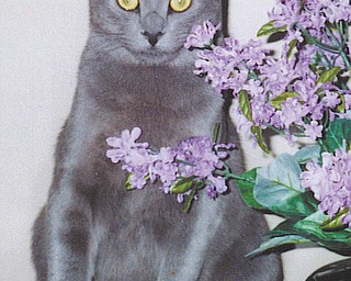 Mowie is a 6-year-old who looks like a Russian Blue, complete with vivid green eyes, except that he is a very large cat! He was adopted from Angels for Animals in 2005. After having dogs for 42 years, Bill and Barb Cardarelli of Struthers say that their cat is a real joy!