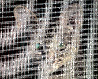 Chloe was adopted in 2003 by Richard and Carolyn Hahn of Boardman.