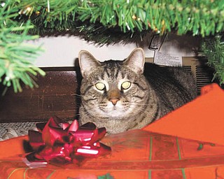 Dave Messersmith of Youngstown says his cat is not "officially adopted" from a shelter. He was a stray that worked his way into his life! He found Messersmith in November 2005. The vet "guestimated" his age then at 2 to 3 years.