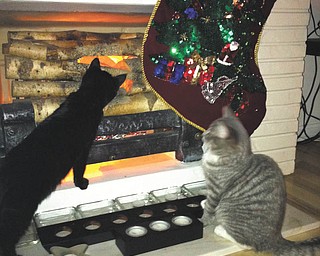 Here are two rescued kittens Debi DiCioccio of Canfield says they couldn't resist — sisters!