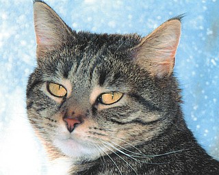 Tesla, 4, was adopted in September 2007 from Columbiana County Humane Society by Bill Schoppy of Canfield.
