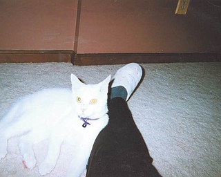Dexter, who will be 2 years old on Wednesday, was adopted from The Cat Ladies Society in September 2010 by Brianna Thayer of Youngstown.