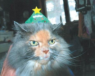 Lana VanAuker of Canfield rescued Nutmeg after the cat's owner died.