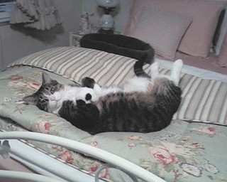 Johnny Cat lives with Katie Duracky in Westlake. She adopted him in January 2010 from Cleveland APL. He is between 4 and 7 years old and weights 18 pounds.