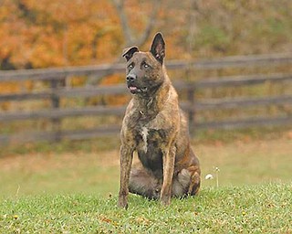 Chico, a Dutch shepherd, trained to serve as a police dog by Tri-State Canine Services of Trumbull County for the city of New Castle. The dog died Saturday after being left in a cruiser for two hours in
90-degree temperatures.