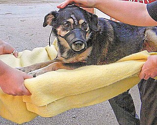 Halo is given medical attention. She was treated the night of May 31 after being hit by a car about 24 hours earlier.