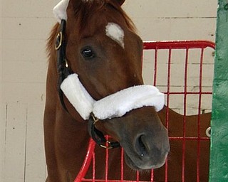 In this photo released by the New York Racing Association, Kentucky Derby winner Animal Kingdom is shown in his stall, Sunday, June 5, 2011 in Elmont, N.Y. Animal Kingdon is set to face Preakness winner Shackleford in Saturday's Belmont Stakes. (AP Photo/NYRA, Adam Coglianese)