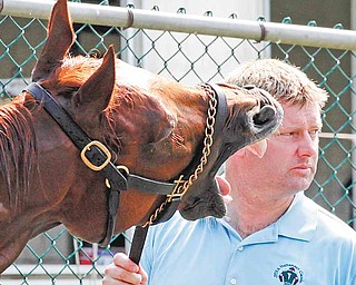 Animal Kingdom yawns during his bath while being held by assistant trainer David Rock, Friday, June 10, 2011 at Belmont Park in Elmont, N.Y. Animal Kingdom, winner of the Kentucky Derby, is entered in Saturday's Belmont Stakes. (AP Photo/Mark Lennihan)