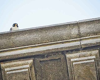 RAMI DAUD | THE VINDICATOR.A peregrine falcon made its home on the fourth floor of the Mahoning County Courthose seen here on the afternoon of June 13.