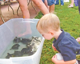 Sneaking a peek: A youngster checks out turtles similar to those that will be starring in this year’s Turtle Derby sponsored by the Youngstown Lions Club. The race will take place during the Lowellville Car Show downtown at 6:30 p.m. Monday. There will be 10 races before the grand race takes place. There also will be a basket auction, 50-50 drawing, two drawings for $150 each and one for Cleveland Indians tickets, and food will be sold. All proceeds go to the Lions club charities.
