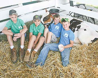 From left, cousins Bill Miller, 13; Jeffery Logan, 7; Matt Logan, 8; and Zac Logan, 11, hang out with Red, one of the Logan family’s eight cows. The family will spend the week showing its cows at the Trumbull County Fair in Bazetta, which began Wednesday and continues through Monday.
