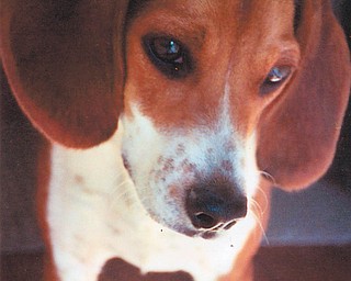 Jack was adopted in 2004 from Angels for Animals by Jackie Renko of Youngstown when he was 5 months old. Now 6 1/2, he was trained through the Prison-Based Dog Training Programs.