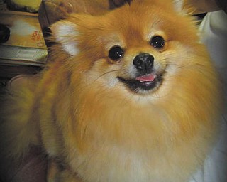 Winston, a 3 1/2-year-old Copper Pomeranian, belongs to Larry and Marguerite Conti of Boardman. They got him in June 2008, and he became a therapy dog for Larry and has helped to make him feel so much better. He also gets along very well with their cat, Blackjack. Larry is so much happier with Winston by his side and takes him practically everywhere he goes.
