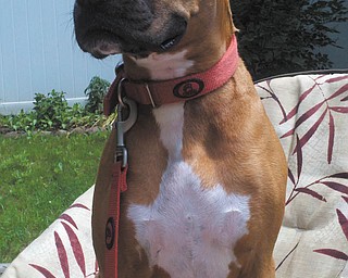 Jordan and Kristen Taylor of Howland adopted Matilda in April 2008 from Angels for Animals. She will be 4 in August. As you can see, she enjoys sunbathing in her backyard.