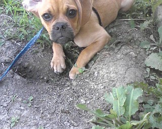 Maela Bella is a 2-year-old Puggle. She was adopted from Heaven to Earth Rescue Shelter in May 2009 by Valerie Lynn DePietro of Austintown.