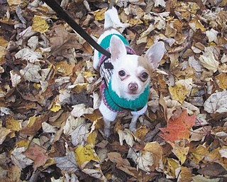 Lisa Cardona of Youngstown says they saved Alice Magoo, a 4-year-old Chihuahua, from irresponsible and neglectful kids in June 2008. She has been a sweet little blessing in their lives since.
