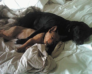 Steve and Cathy Ferenchak of Canfield sent this picture of their two "grandpups." Their daughter, Angie Ferenchak, adopted Cali (the black Lab ) from a shelter three years ago and little Yashu (the brown Chow ) this year. The two dogs love each other very much and get along so well together.