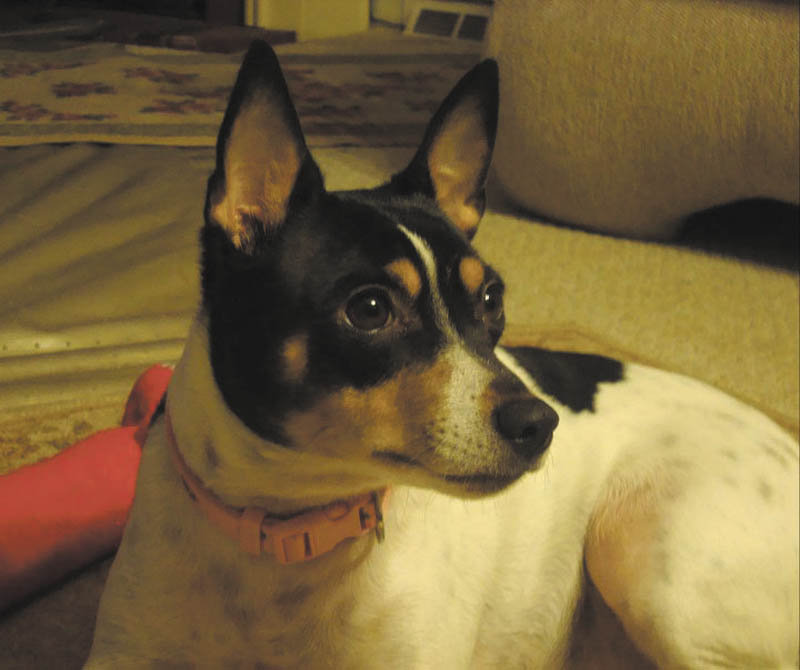 Carrie Payne of Newton Falls adopted Lulubella, 3 years old, in February from Animal Rescue.