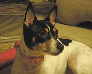 Carrie Payne of Newton Falls adopted Lulubella, 3 years old, in February from Animal Rescue.