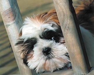 Polo plays peek-a-boo at 3 months old. Now 12 1/2, Patrick Krieger's Shih-Tzu was reincarnated about a year ago, says photographer and "granddog sitter" Michael Lacivita of Youngstown. His grandson's dog was on his deathbed but regained his youth when the veterinarian administered intravenous. Never give up!