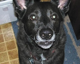 Melody Case sent this picture of Hunter. She spotted him when he was featured in The Vindicator's Sunday "Up For Adoption" feature on May 25, 2003. She said he was the most wonderful dog anyone could ever hope for. Sadly, when he was 7 1/2 years old, he was diagnosed with cancer. They tried everything they could to save him (surgery/radiation) but he died on May 26 this year, one month after his 8th birthday. She said no other dog could ever take his place.