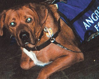 Meg Creighton of Austintown adopted Danny in May 2005 from Angels for Animals.