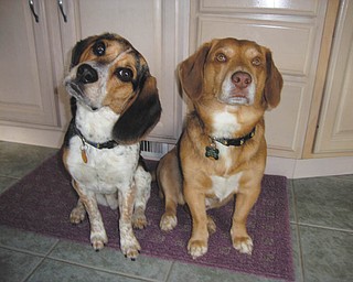 Chipper Jones Bruno, right, is a 5-year-old mixed breed, primarily Beagle. He was rescued from the Mahoning County Dog Pound when he was 8 weeks old by Jeff, Janice, Jessica, Jeff and Jenn Bruno of Boardman. He is now the big brother to Jackson, who is their 1-year-old puppy. They get along beautifully.