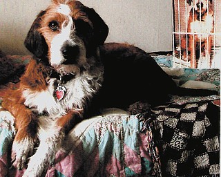 Angie, 3 years old, was adopted from Mahoning County Dog Pound and Adoption Center in December 2010 by Michael and Cathy Gorman of McDonald.