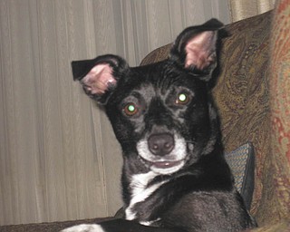 Snoot, 6 (a guess), was adopted in September 2007 from Mahoning County Dog Pound by Debbie D'Altorio.