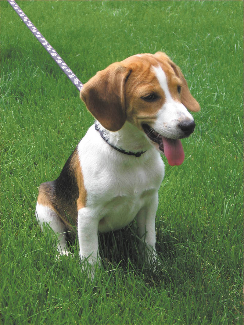 Susie Hogan of Boardman says they adopted their 4-month-old Beagle, Ruby, from WAGS animal shelter in Columbiana in May. She received top-notch training at a prison in Hubbard while she waited to be adopted. Ruby is an extremely friendly, high energy puppy who always makes them smile. Ruby currently lives with two cats, Lina and Dingle, also adopted from animal shelters.