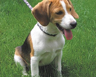 Susie Hogan of Boardman says they adopted their 4-month-old Beagle, Ruby, from WAGS animal shelter in Columbiana in May. She received top-notch training at a prison in Hubbard while she waited to be adopted. Ruby is an extremely friendly, high energy puppy who always makes them smile. Ruby currently lives with two cats, Lina and Dingle, also adopted from animal shelters.