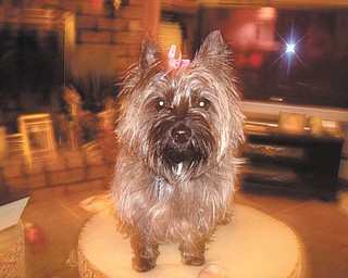 Linda Beshara of Boardman says: "This is Nattie-Jo. She is 5 years old. She became a member of our family in August of 2006 when we adopted her from the Mahoning County Dog Pound. My son Philip and I adopted Nattie-Jo two days before he left home to attend Ohio University. Nattie-Jo has really been a blessing to me. She helped me through empty nest when my son left for college. She is definately the top dog in our home! Nattie-Jo and my son have a really special bond, and the reunion between the two of them when he comes back home to visit is so sweet.