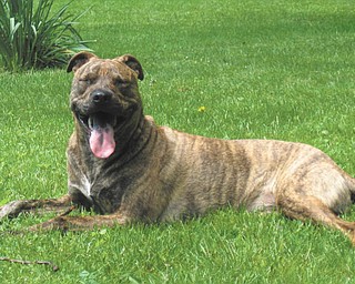 Debbie and Doug Gamble of Edinburg, Pa., adopted Shania in March 2007. She is a 3-year-old Pit Bull mix. They got her when she was 8 weeks old from the Westmoreland County Humane Society in Greensburg, Pa. Debbie says: "She was the first pick from a litter of 13. She is the most wonderful, loving, pleasant dog you could ever imagine, and we love her so much. Before she was a year old, she had to have surgery on one knee, then the other 7 months later for luxating patella, which she had done at Town & Country in Warren by Dr. Moxley. What a great doctor and great place to take your best friends. She is running and playing like the rest of my dogs now, thanks to them. Dr. Moxley says she ought to be the poster child for her breed, and we agree. Bringing her home that evening was the best day of our lives. Little did we know how much joy she would bring. She is truly "man's best friend."