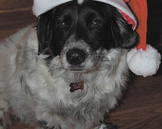 This is Sam, a 5-year-old Spaniel mix. He was abandoned by his former owner and Kim Wolf of Youngstown says she was lucky to adopt him in December 2009 from "For The Dogs" rescue group.