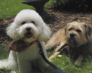 The Bichon Frise is Beaujolais and was adopted from Furry Friends Rescue in San Francisco, Calif., in 2004. He will be 7 years old this week. The mixed Terrier is CassieRose, who was found abandoned in a wooded area in 2003. She is 9 years old. The proud owners are Cheryl and Bill Brophy of Salem.