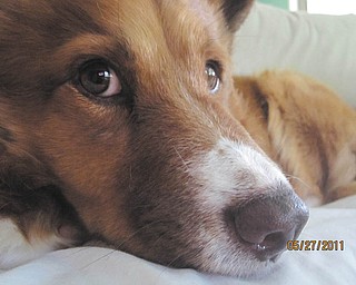 Ruby is a 3-year-old Border Collie/Australian Shepherd mix. Megan Perencevic Calvaruso of Youngstown found her in May 2010 on the city's East Side. She coaxed Ruby into her car, cleaned her up, took her to the vet and took her home to enjoy life. She adds: "Many Boardman residents may recognize Ruby's picture as she was a "lost dog" for five days last July. Not long after Ruby was adopted my husband and I took Ruby over to my parents' home in Boardman. While we ran errands, Ruby escaped their fenced in backyard. My father, sister and neighbor chased her on foot and by car but lost sight of her near the Boardman Public Library. We immediately started a campaign to get Ruby back. Over 1500 posters were printed and hung in virtually every business and on every telephone pole in Boardman. Five days later, I received a call from a Boardman police officer saying she spotted Ruby on Roche Way in Boardman. I spent the next four hours canvassing the neighborhood. Then, after hours of searching, I saw two cars stopped up ahead on the road. Seconds later, Ruby appeared. I couldn't believe it. I called her name, she came running and we have never been apart since. I found this dog ... twice!."