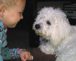 Peanut, a 1-year-old Bichon Frise who was adopted May 22, is playing with Emery, 2.