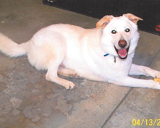 Karen and Russ Caddes of Mineral Ridge adopted 2-year-old Samson in February from the Mahoning County Dog Pound.
