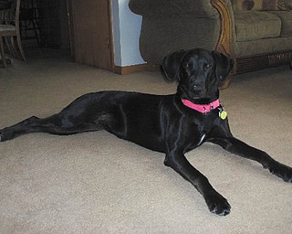 This is Tessa, who was adopted from Angels for Animals on Feb. 15 by Betty Estes of Girard in loving memory of my husband, Mark, who passed away on Feb. 2. Tessa is a Doberman Pinscher and Labrador Retriever mix and is 1 1/2 years old.