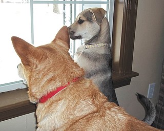 Tom and Eileen Pittman of Austintown adopted Penny (now 7) from the Mahoning County Dog Pound in January — on the day she was scheduled to be euthanized. Within hours, after a couple naps and decent meals, she quickly became their alpha dog, a pecking order with which her new big sister, Boo Boo Kitty, seems just fine.