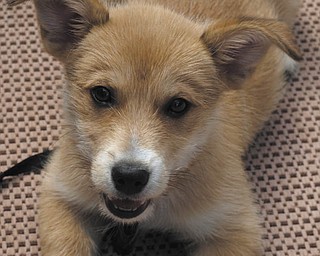 From Tammy and Dave Dragus of Lake Milton: "We would like to share our story of Molly. We adopted her on May 28 from The Animal Rescue Center in Eastlake, Ohio. She is 12 weeks old and is a Terrier mix. She has helped fill a void in our house, because we recently had to have our 13-year-old Corgi mix put to sleep. She has taken to her new home by leaps and bounds and is trying very hard to get along with her three "cat sisters." Every day for her is a new adventure, and we look forward to watching her grow old."