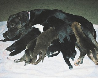 This is Ruby and her puppies. Alisa Akuszewski of Austintown says they rescued Ruby from the Mahoning County Dog Pound in 2005 — not knowing she was pregnant! She had eight puppies two weeks after they got her. They kept one puppy and found homes for the rest with family and friends so they have seen them all grow up! Ruby loves everyone she meets and wants nothing more than to cuddle up and sleep in a warm bed.