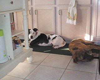 Belle is an American Bulldog mix (4), adopted from Pawprint Paradise in December 2007. Lester is a Plott Hound mix (3), adopted from Trumbull Animal Welfare League in December 2010. Submitted by Cheryl Pearson of Austintown.