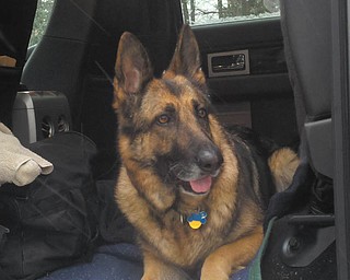 Sierra, a 4-year-old German Shepherd, was rescued from the pound in 2009 by Marvin Fair of Canfield.