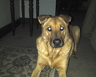 Scout, part Lab/part Sharpei, will be 7 years old in August. Christine Silvestri of Youngstown says they found him in the street at a house party. He was about 3 months old at the time. He has two brothers and two sisters (cats) at home.