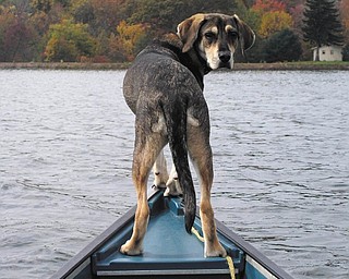 Hannah Lee, who is 5 years old, was adopted by Randy Hoover of Columbiana from Angels for Animals in September 2006. She's a mixed breed who loves to ride on the bow of his small boat. She had been abandoned in Mill Creek Park during the winter in 2006. She was nursed back to health by an anonymous woman who could not keep her permanently and gave her to Angels. He says she is a very gentle dog who loves people. She is also extremely spoiled, but a wonderful companion and great house dog. They live in a secluded area of Pine Lake where she lives a true dog's life.