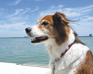 From Sherri Maddick of New Bedford, Pa.: “This is Bailey, our beautiful female Border Collie mix, adopted from Angels For Animals July 2008 at the age of 7. She just turned 10 on May 24. We think she is pretty special. We cannot go anywhere without someone saying how nice or how beautiful she is. She does not bark at anyone or any other doggies and can’t understand why some dogs bark when we walk in various parks! She had surgery for bladder cancer in November, but she is doing well and we are hoping to have many more good years with our little angel. This picture was taken on our fishing boat in Florida. Bailey loves to go rides in anything that moves!"