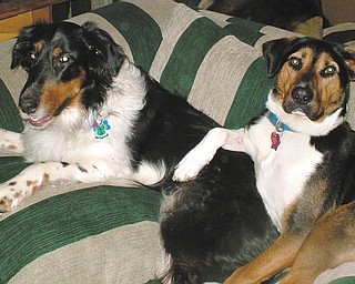 Jenn from Bristolville says: "Briggsey was rescued from the Mahoning County Pound, and I adopted him through For the Dogs in August 2009. Maddie was adopted through Northeast Ohio Collie Rescue in February 2007, and they are best of friends!